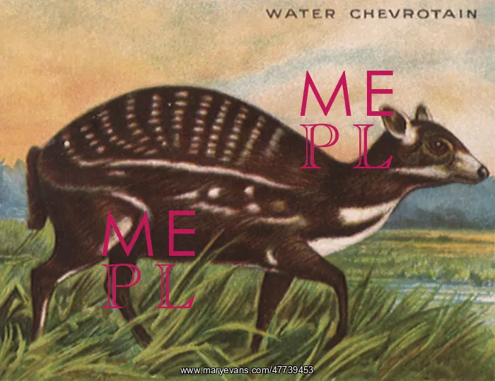  : Water Chevrotain