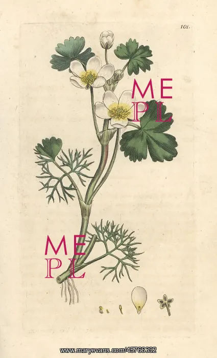: Water crowfoot, Ranunculus aquatilis : Water crowfoot, Ranunculus aquatilis