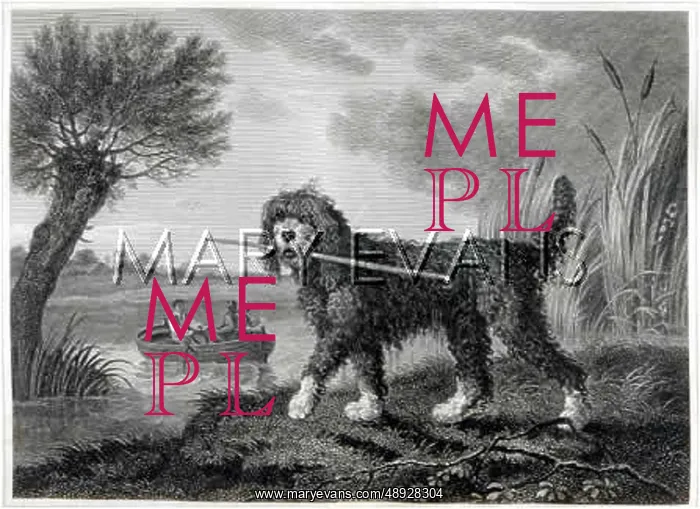 : WATER DOG (REINAGLE) : WATER DOG (REINAGLE)