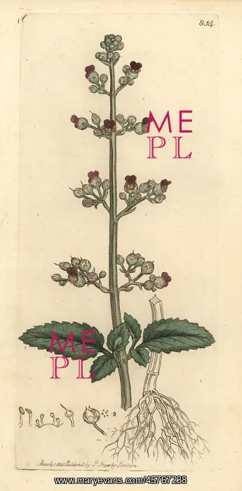 : Water figwort, Scrophularia umbrosa : Water figwort, Scrophularia umbrosa