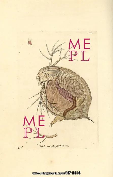 : Water flea, Daphnia pulex : Water flea, Daphnia pulex