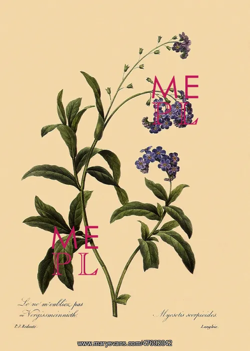 : Water Forget-Me-Not : Water Forget-Me-Not