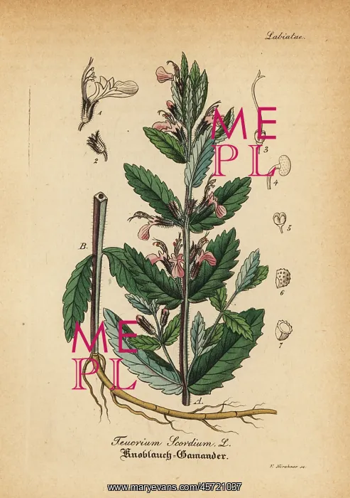 : Water germander, Teucrium scordium : Water germander, Teucrium scordium