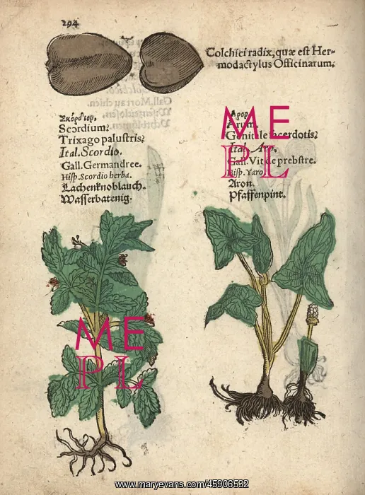 : Water germander, Teucrium scordium, arum, Arum maculatum : Water germander, Teucrium scordium, arum, Arum maculatum