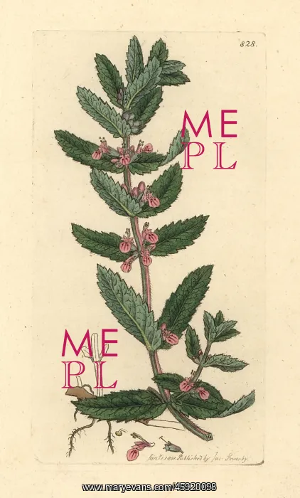 : Water germander, Teucrium scordium : Water germander, Teucrium scordium