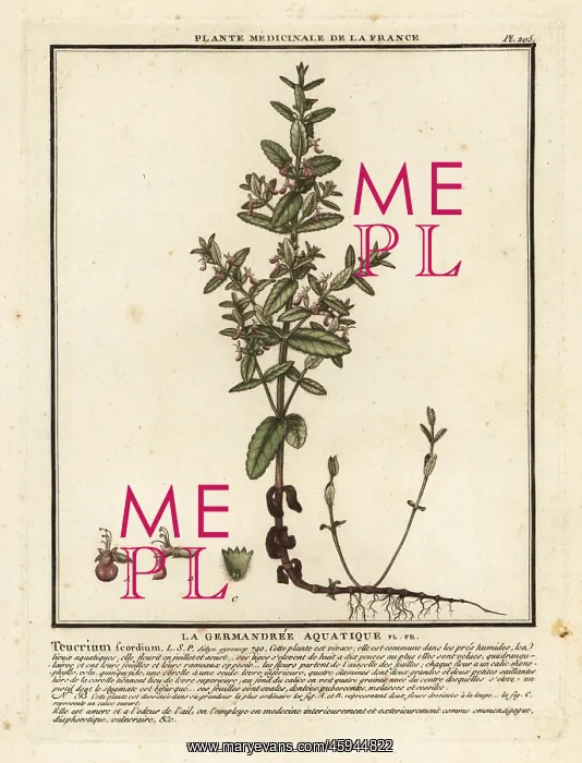 : Water germander, Teucrium scordium : Water germander, Teucrium scordium