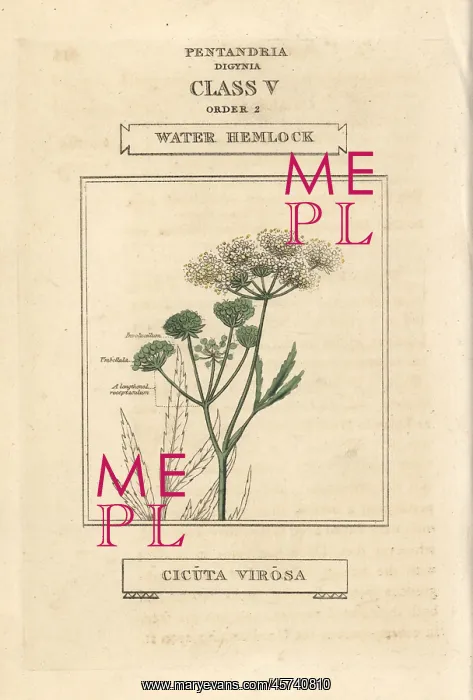 : Water hemlock, Cicuta virosa : Water hemlock, Cicuta virosa