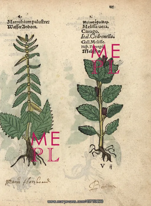 : Water horehound, Lycopus europaeus, and lemon : Water horehound, Lycopus europaeus, and lemon