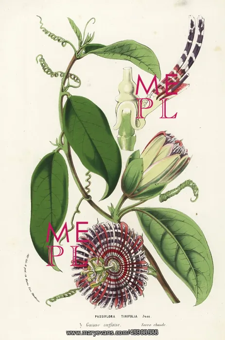 : Water lemon, Passiflora laurifolia : Water lemon, Passiflora laurifolia