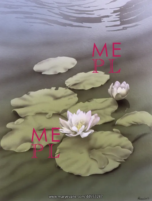 : Water Lilies : Water Lilies