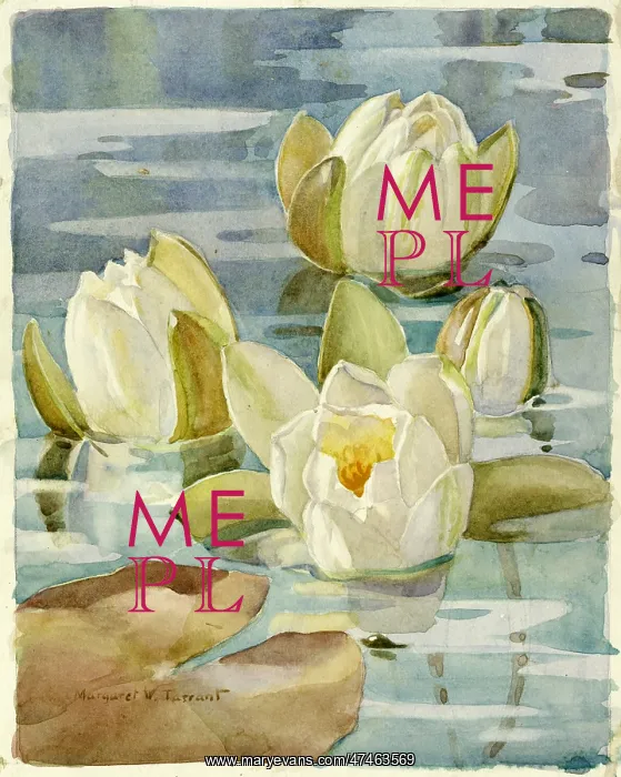  : Water Lilies