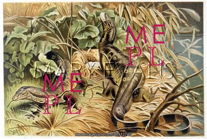 : WATER MONITORS ROB NEST : WATER MONITORS ROB NEST