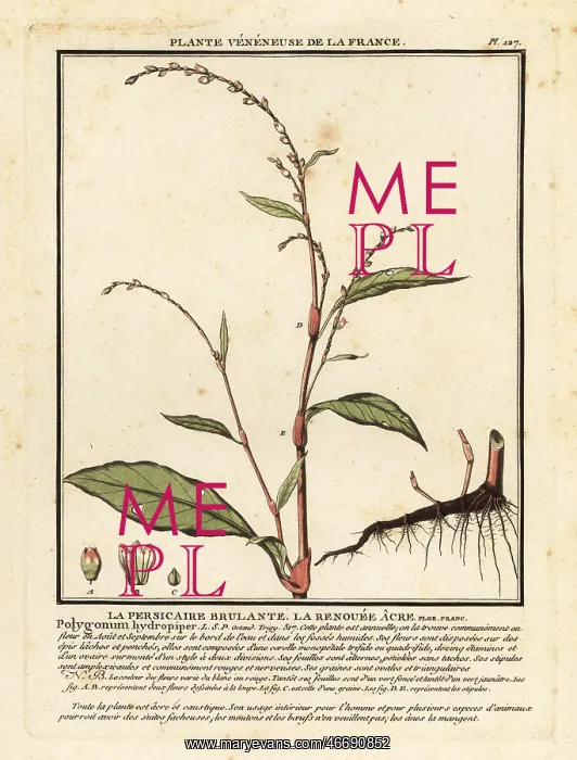 : Water pepper, Persicaria hydropiper : Water pepper, Persicaria hydropiper