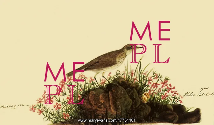  : Water Pipit
