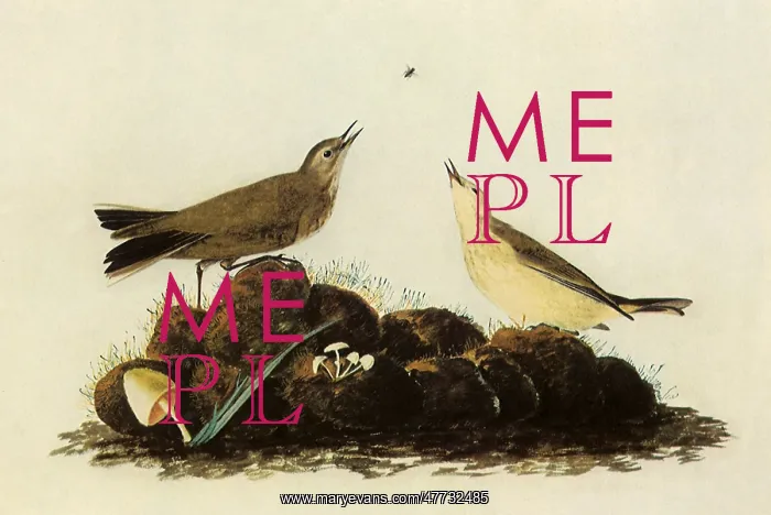  : Water Pipits