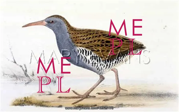  : WATER RAIL