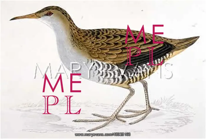  : WATER RAIL (MORRIS)