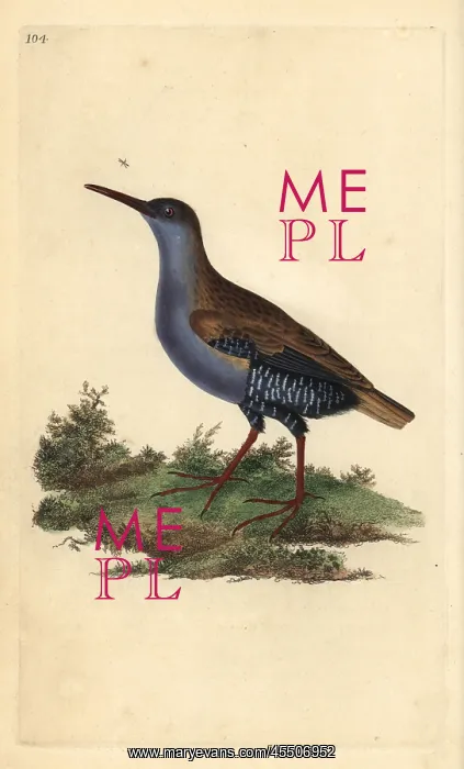 : Water rail, Rallus aquaticus : Water rail, Rallus aquaticus