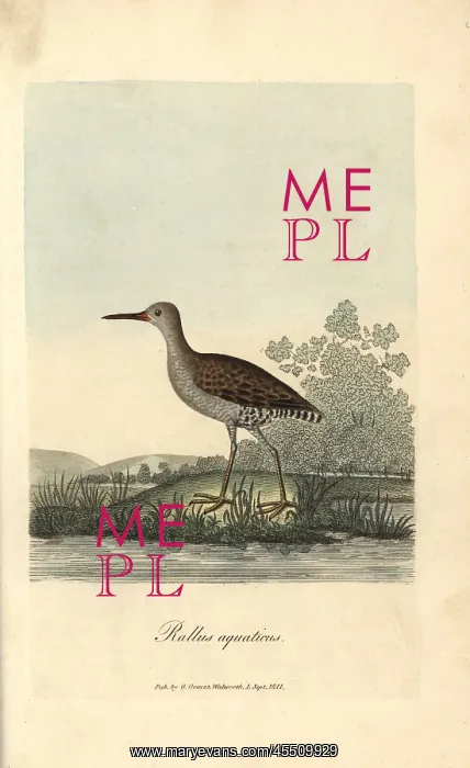 : Water rail, Rallus aquaticus : Water rail, Rallus aquaticus