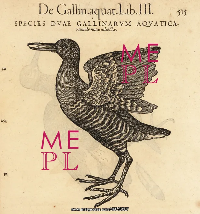 : Water rail, Rallus aquaticus : Water rail, Rallus aquaticus