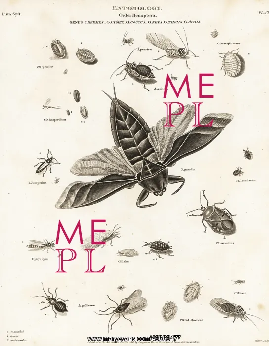 : Water scorpion, aphid, bedbug, and scale insects : Water scorpion, aphid, bedbug, and scale insects