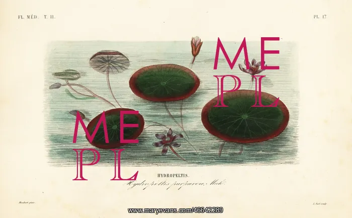 : Water-shield, Brasenia schreberi, Hydropeltis purpurea : Water-shield, Brasenia schreberi, Hydropeltis purpurea