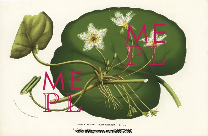 : Water snowflake, Nymphoides indica : Water snowflake, Nymphoides indica