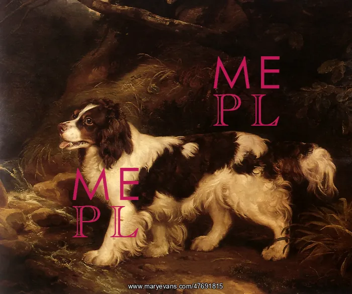  : Water Spaniel