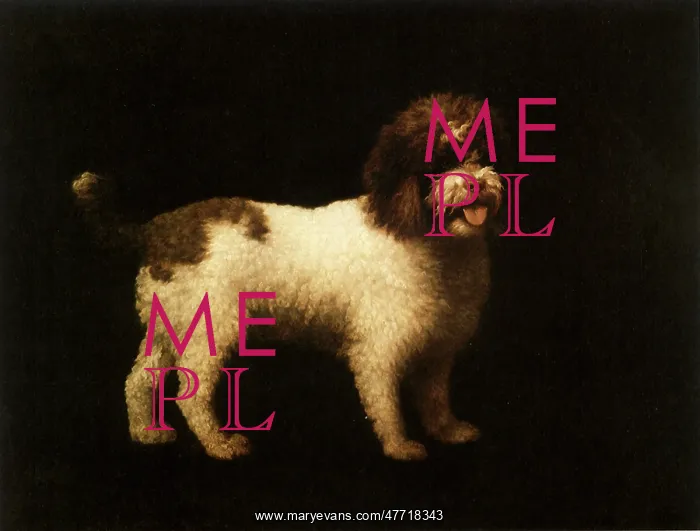  : Water Spaniel, by Stubbs