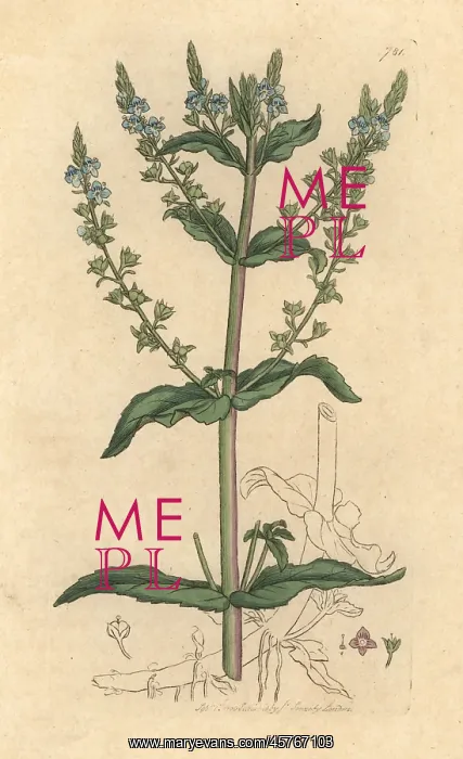 : Water speedwell, Veronica anagallis-aquatica : Water speedwell, Veronica anagallis-aquatica