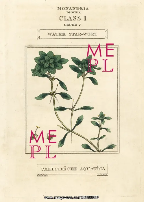 : Water starwort, Callitriche palustris : Water starwort, Callitriche palustris