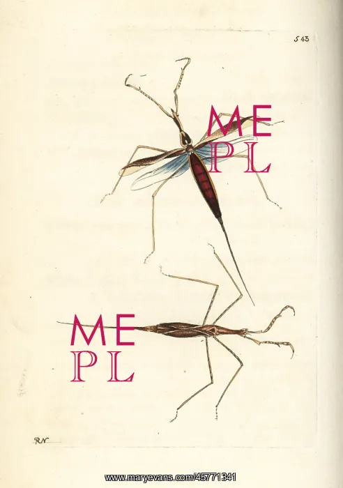 : Water stick insect, Ranatra linearis : Water stick insect, Ranatra linearis
