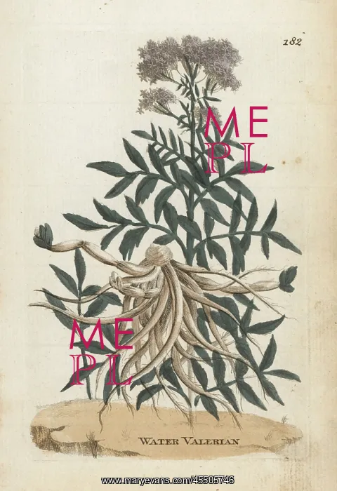 : Water valerian, Valeriana aquatica : Water valerian, Valeriana aquatica