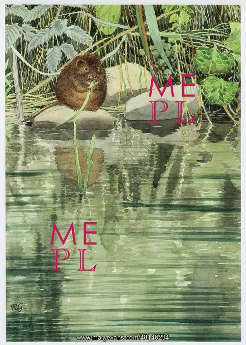  : Water Vole