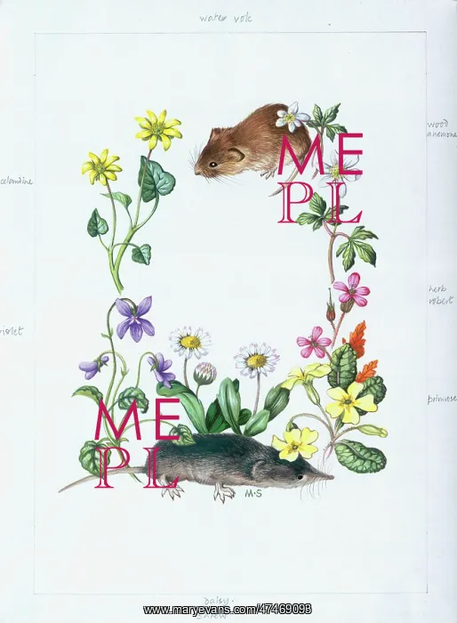 : Water vole and shrew with wild flowers : Water vole and shrew with wild flowers