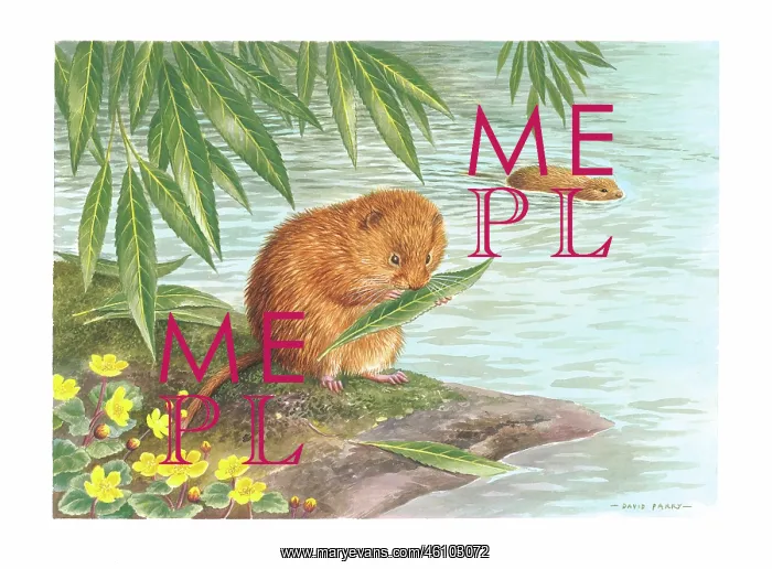  : Water Voles