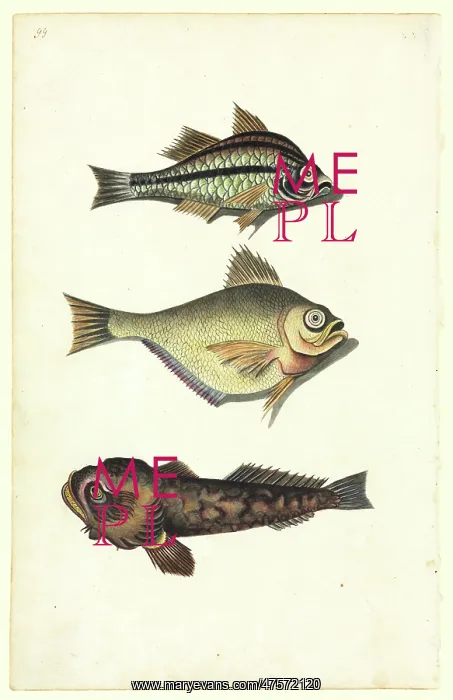: Watercolour 50 from the Watling Collection : Watercolour 50 from the Watling Collection
