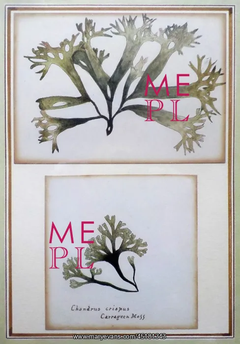 : Two watercolour studies by Gertrude Jekyll : Two watercolour studies by Gertrude Jekyll