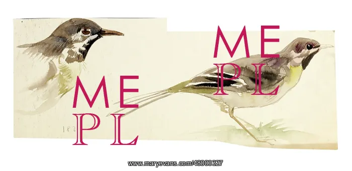  : Watercolour study of birds