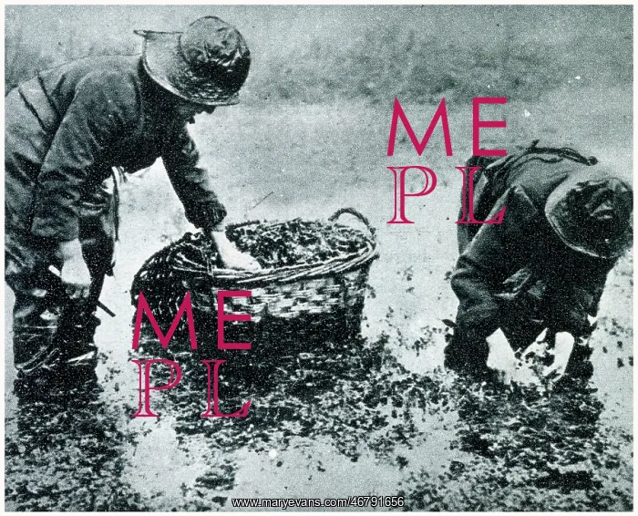 : Watercress Cultivation 1923