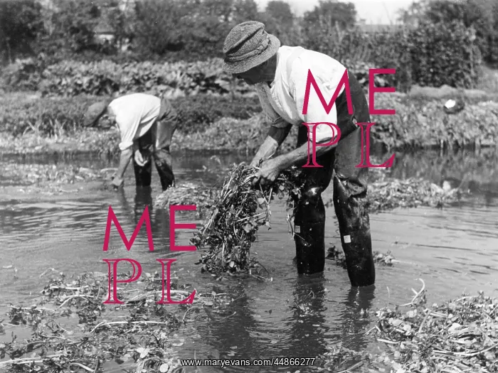  : WATERCRESS CULTIVATION