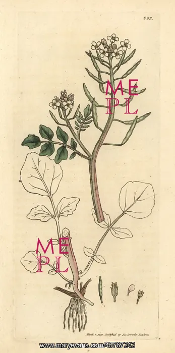  : Watercress, Nasturtium officinale