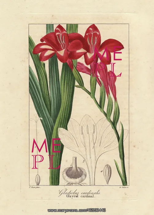 : Waterfall gladiolus, Gladiolus cardinalis : Waterfall gladiolus, Gladiolus cardinalis