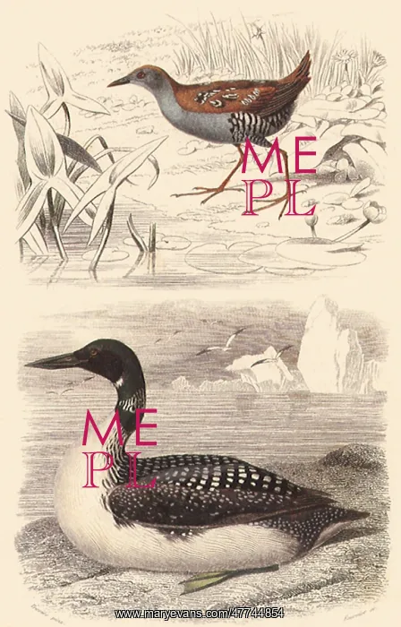  : A Waterhen and a Great Northern Diver