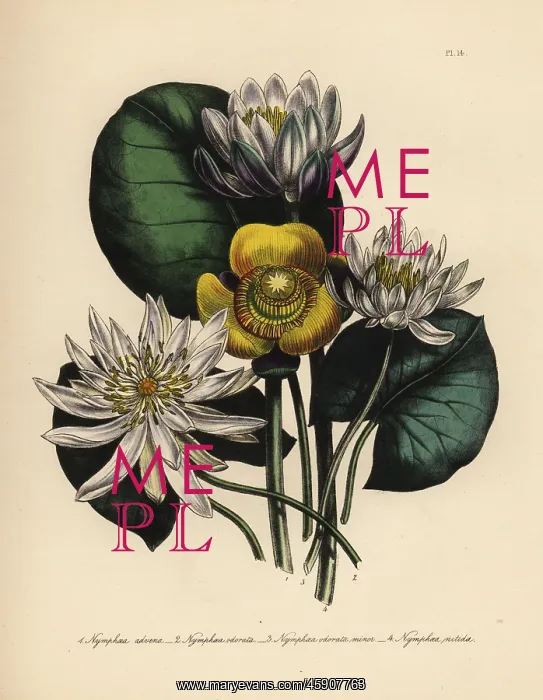 : Waterlily species : Waterlily species