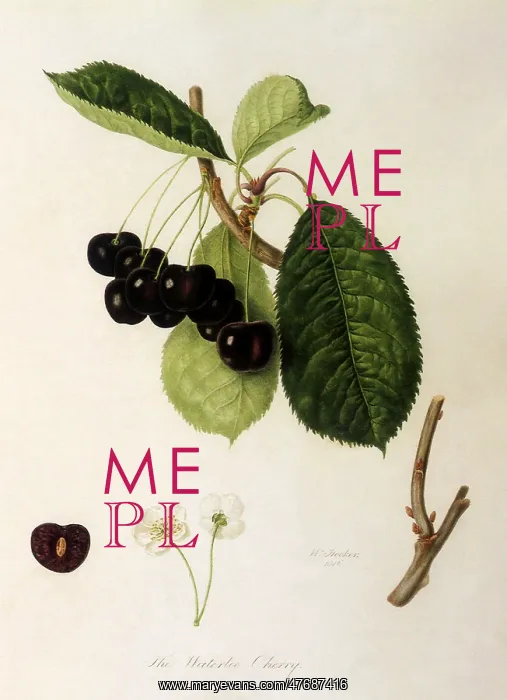  : Waterloo Cherries