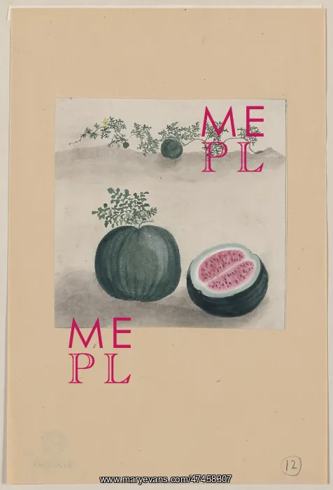 : Watermelon with plant growing in the background : Watermelon with plant growing in the background