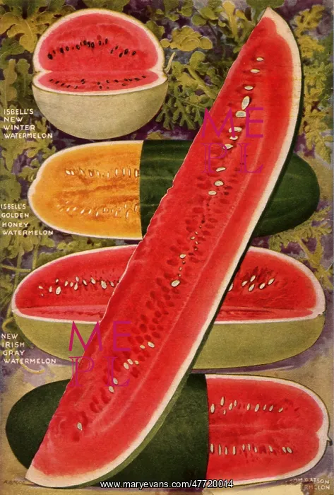 : Watermelons : Watermelons