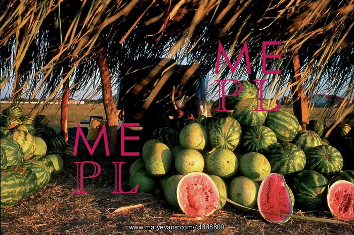 : Watermelons for sale : Watermelons for sale