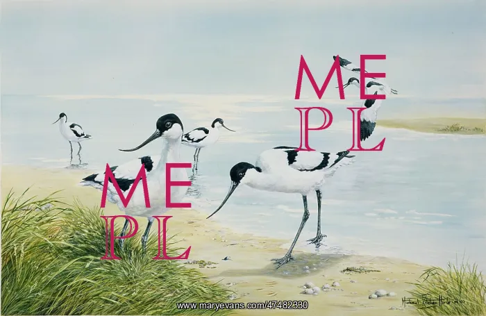 : Waters Edge ' Avocets : Waters Edge ' Avocets
